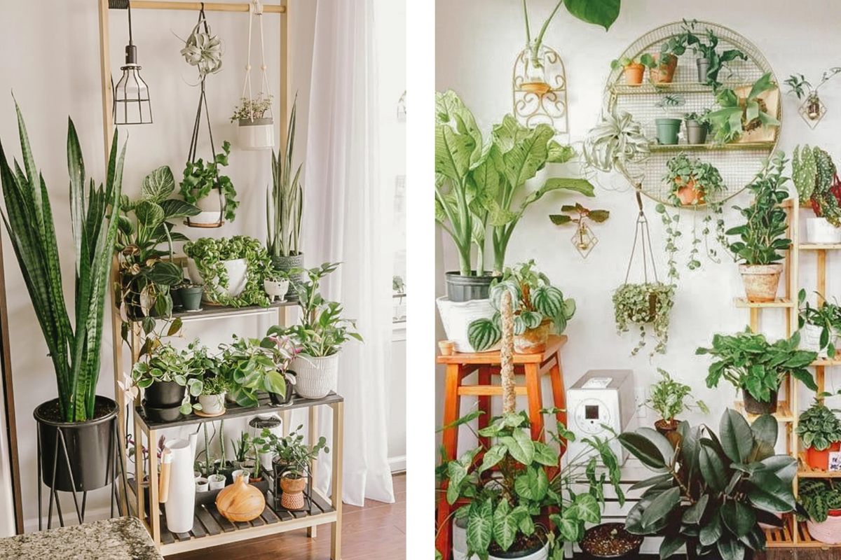 tiered plant arrangement indoors