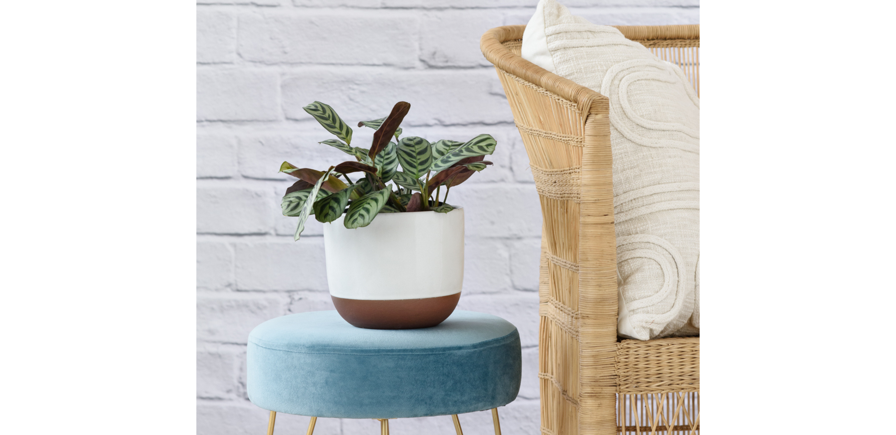 calathea in bedroom setting