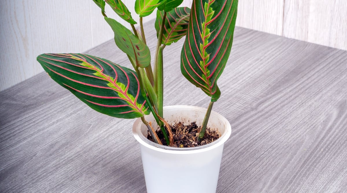 replanting prayer plant in pot