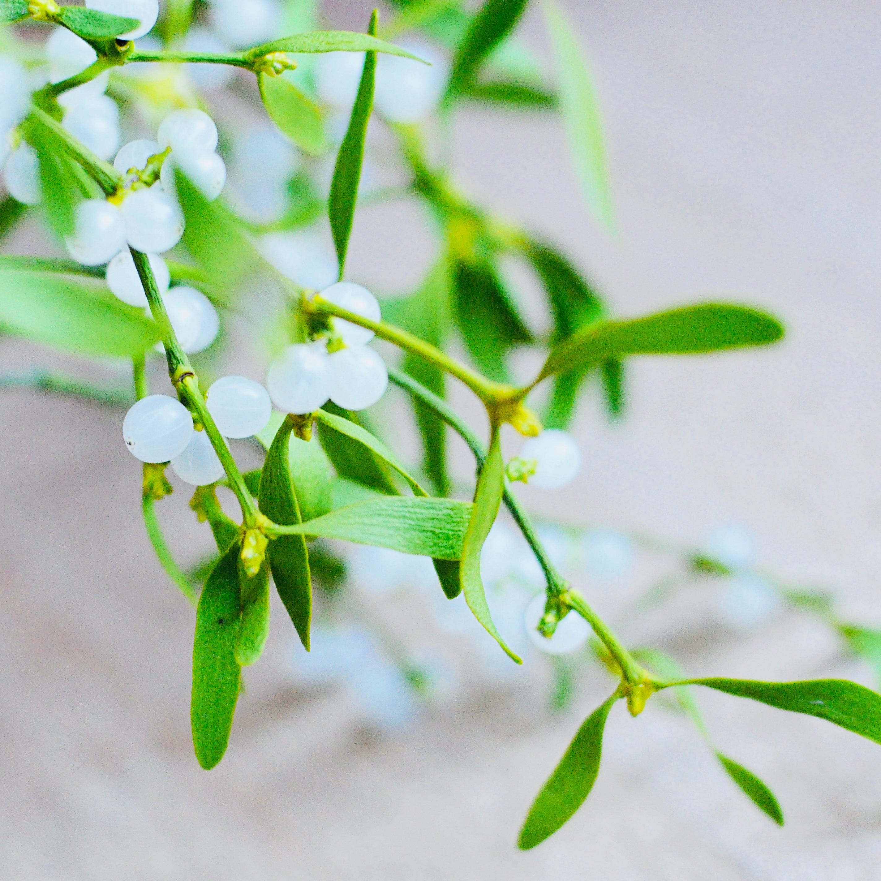 Spotting the Danger: A Guide to Identifying Toxic Indoor Plants