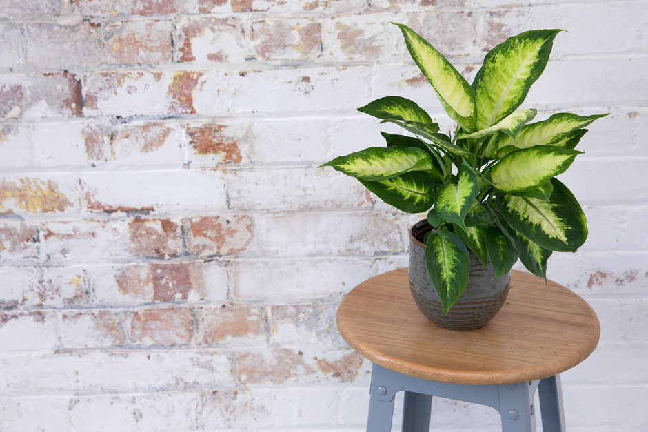dumb cane plant indoor setting