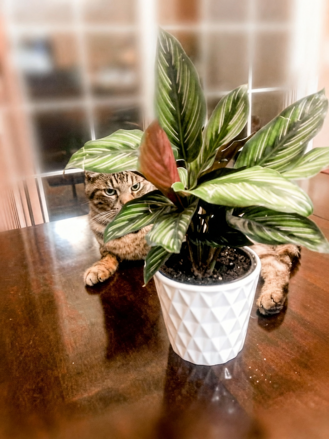 cat near houseplants indoors
