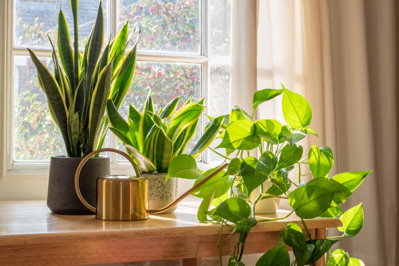 spider plant in living room