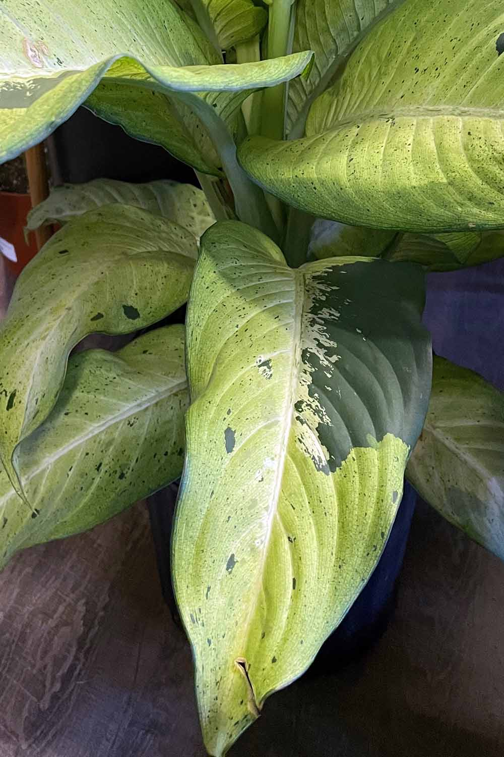 Beware of the Green: Identifying and Handling Toxic Houseplants