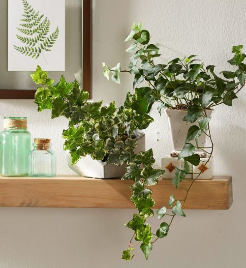 toxic houseplants on high shelf