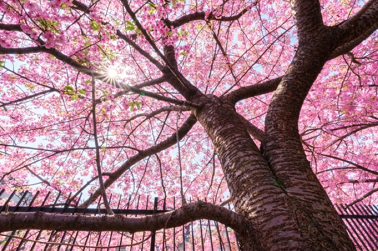 虫害防治宝典：樱花的敌人与拯救计划