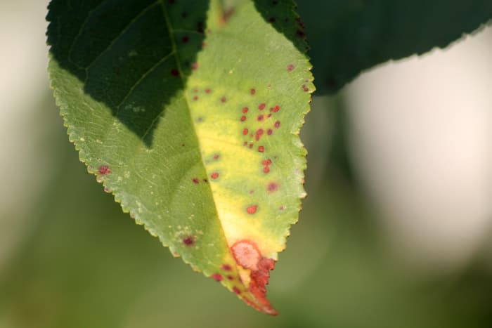 cherry blossom leaf spot disease