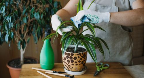 labeled indoor houseplants