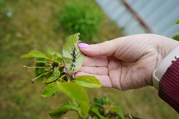 cherry blossom aphids on leaves