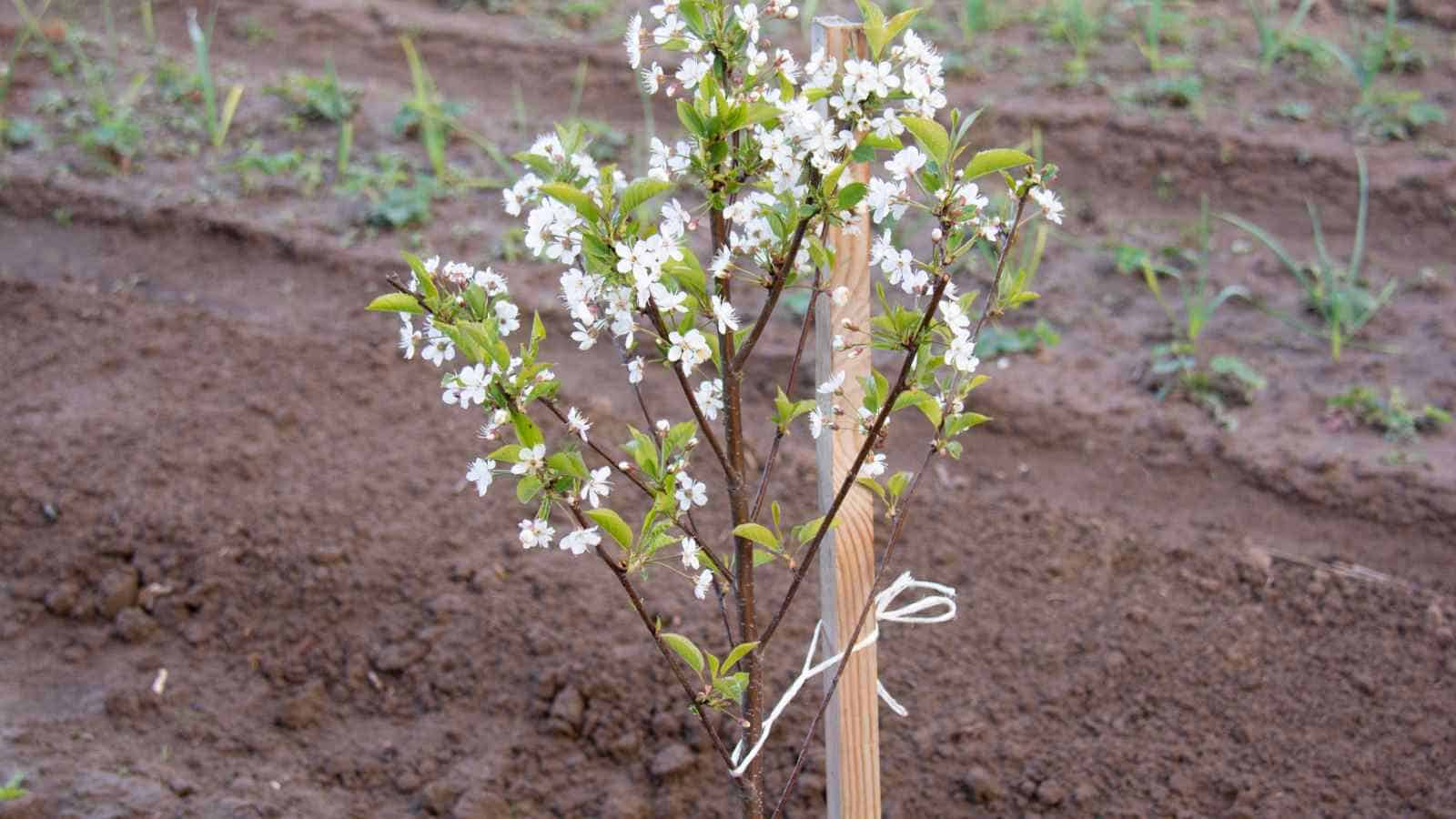 cherry blossom tree planting soil