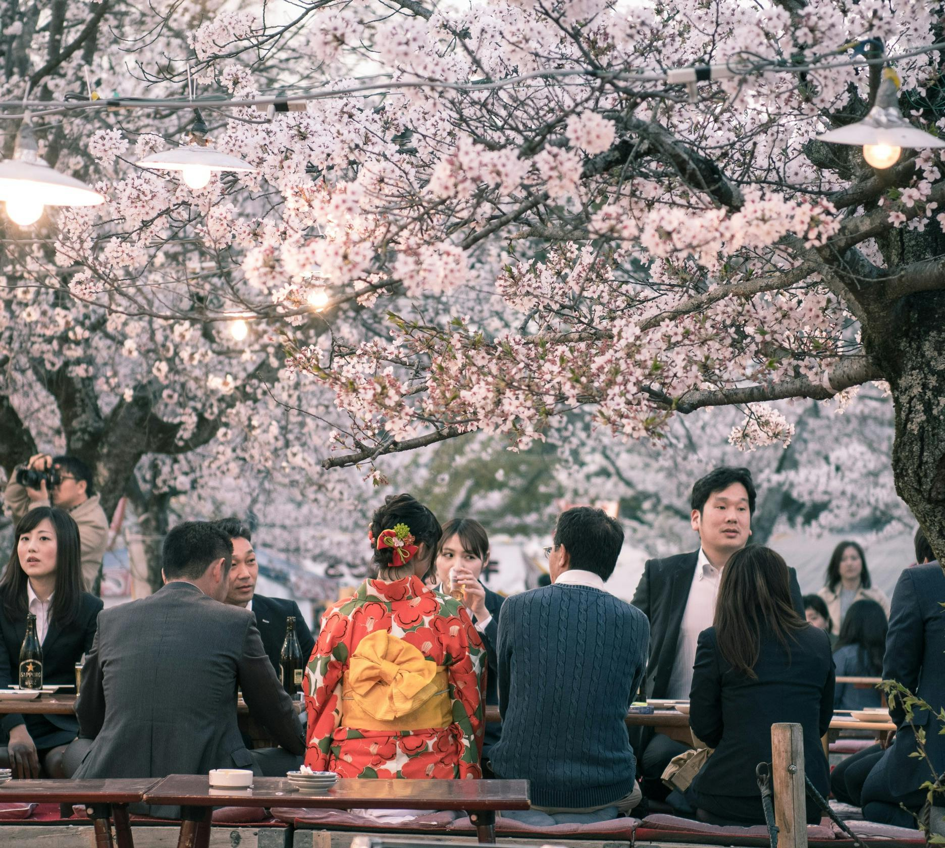 hanami cherry blossom festival