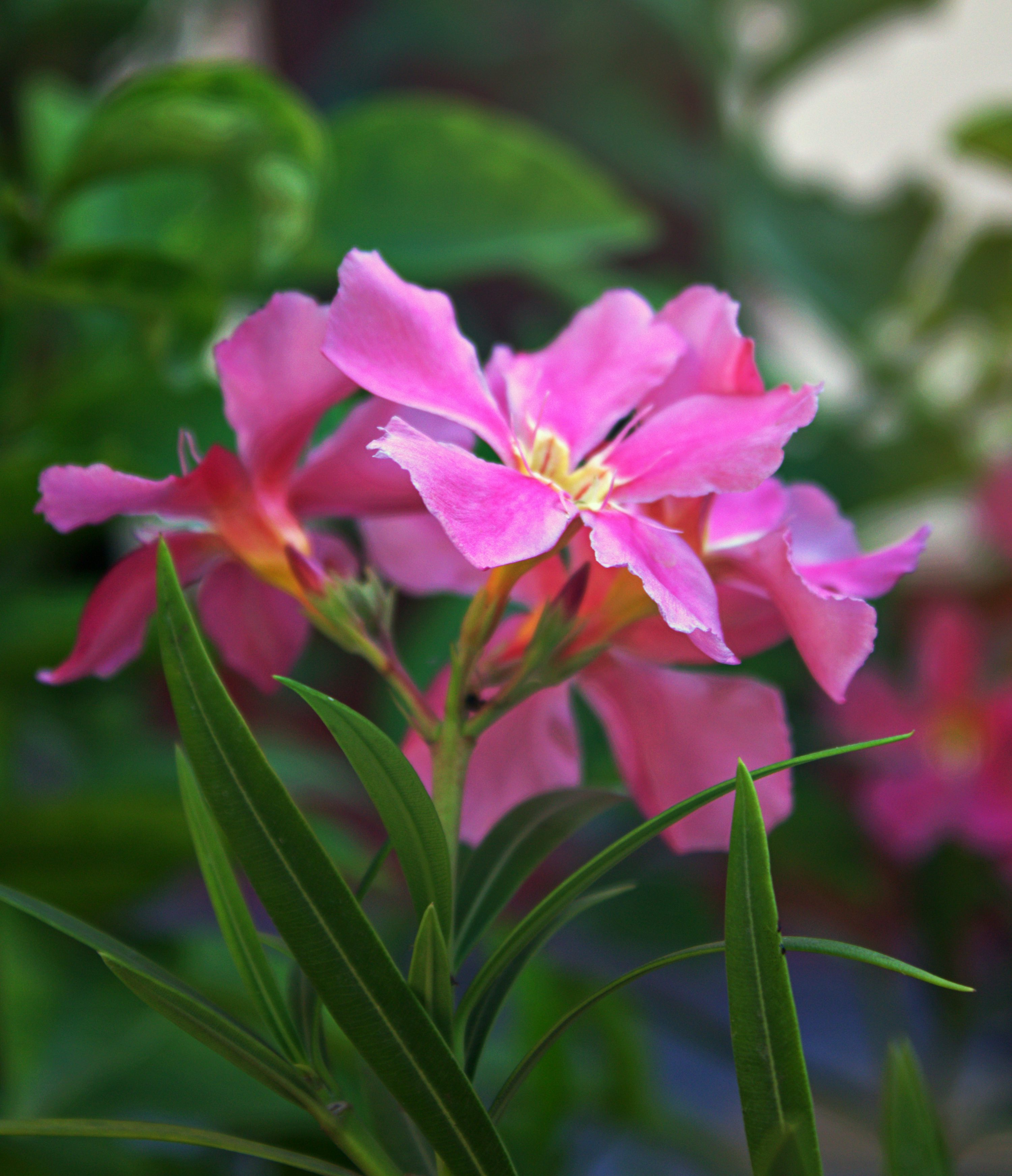 家居植物选择宝典：无毒与潜在风险植物的智慧对比