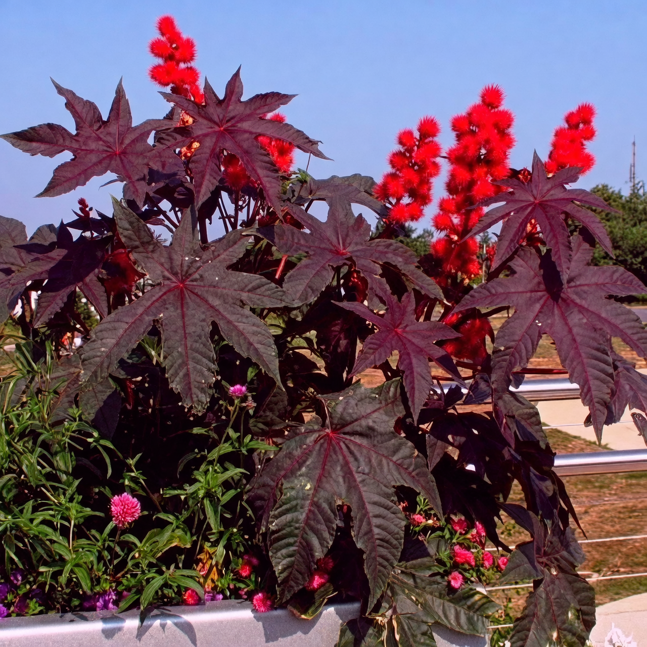 castor bean plant garden