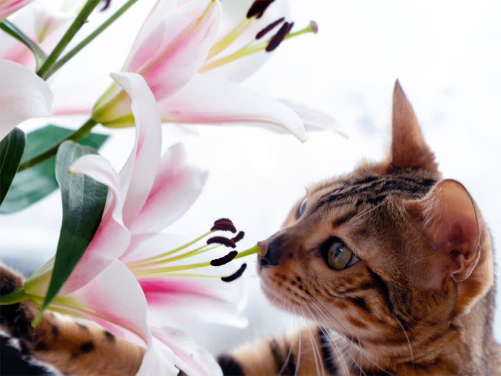 The Great Indoor Plant Debate: Safe or Toxic? A Practical Guide for Plant Lovers