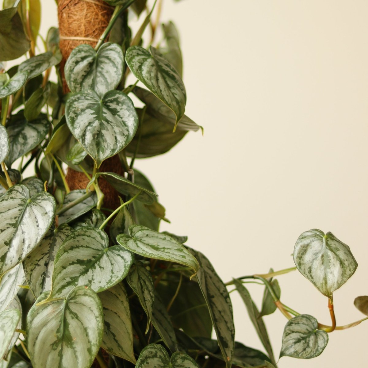philodendron indoor plant