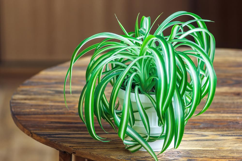spider plant indoor pot