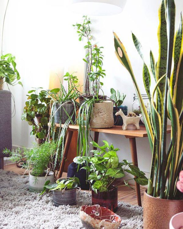 Creating a Safe and Green Haven: Baby-Friendly Plants for Play Areas