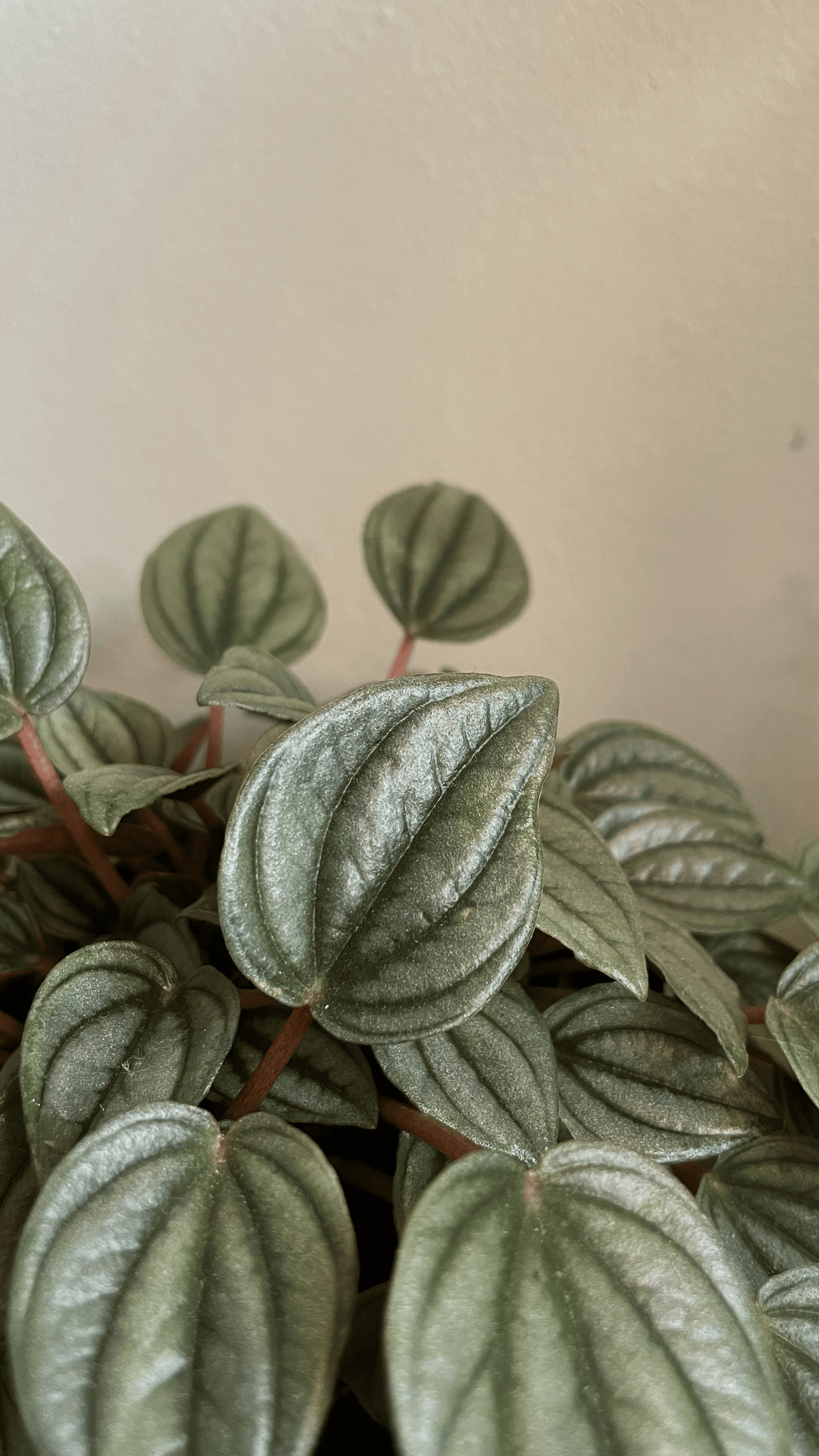 peperomia obtusifolia close-up