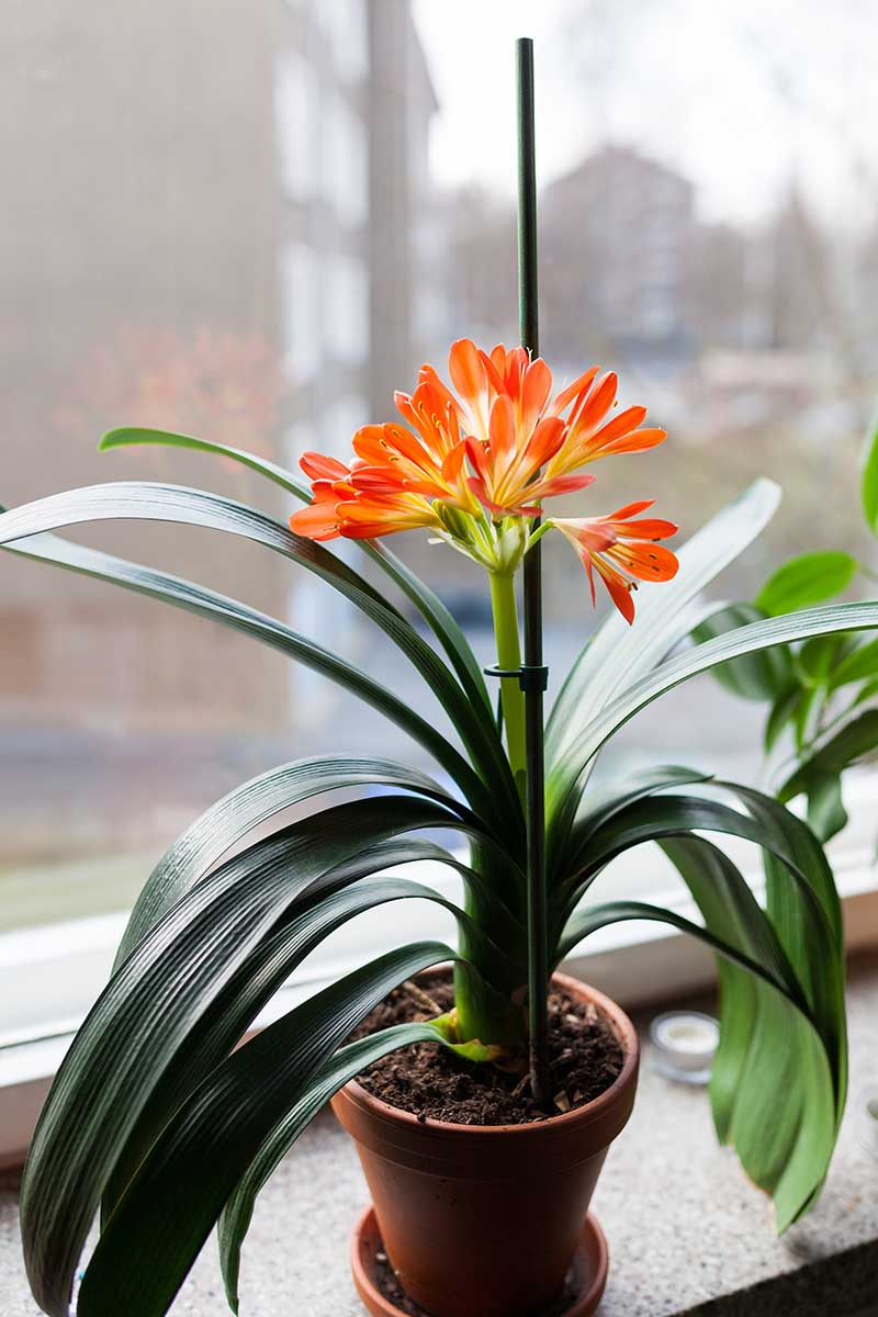 clivia near living room window