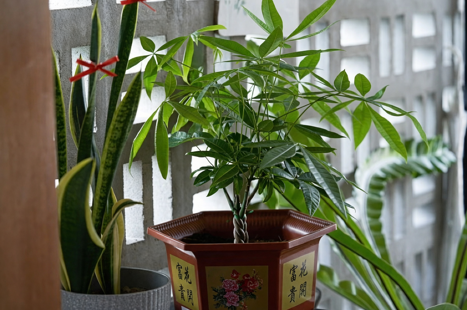 money tree in living room corner
