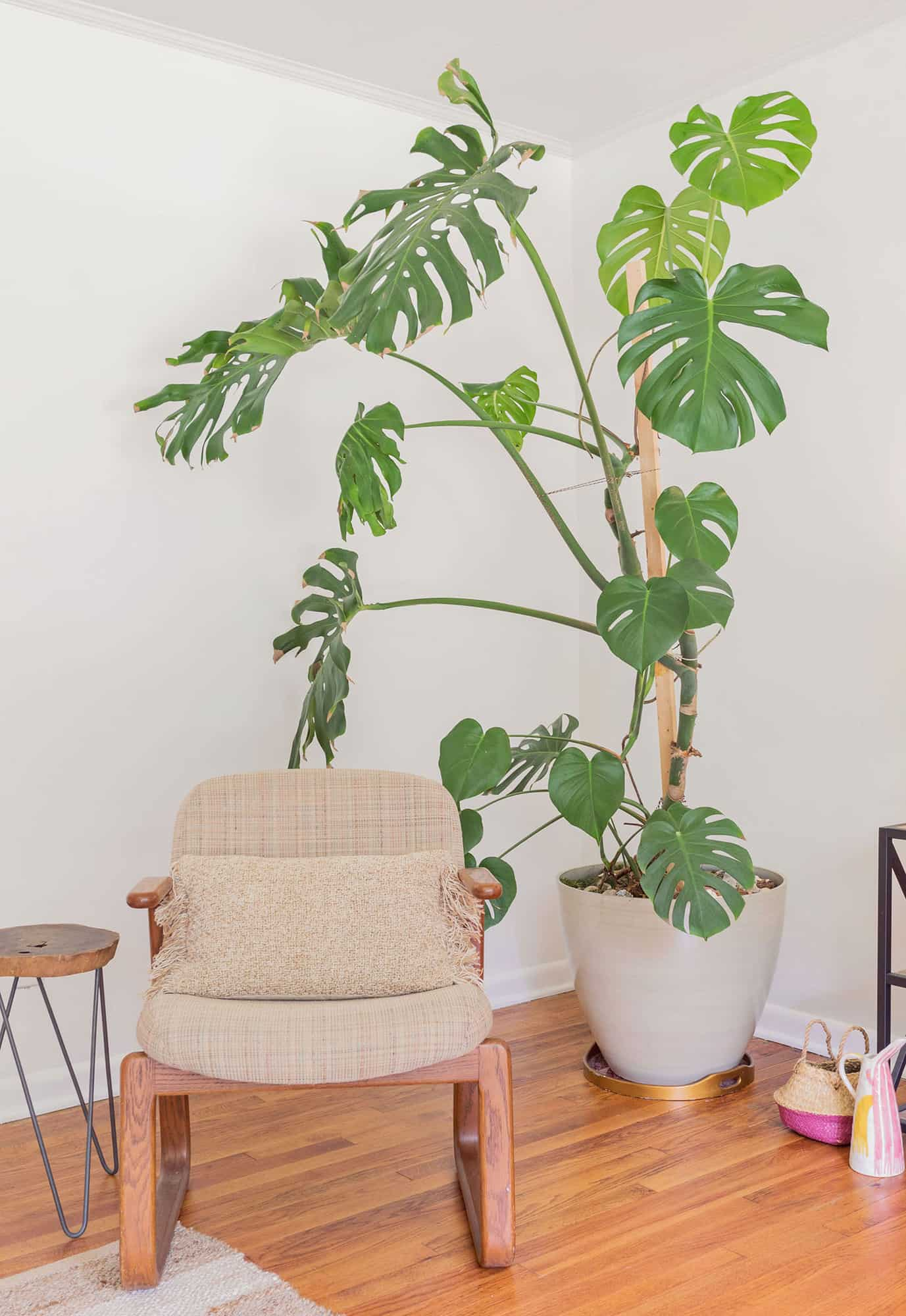 monstera in bedroom corner