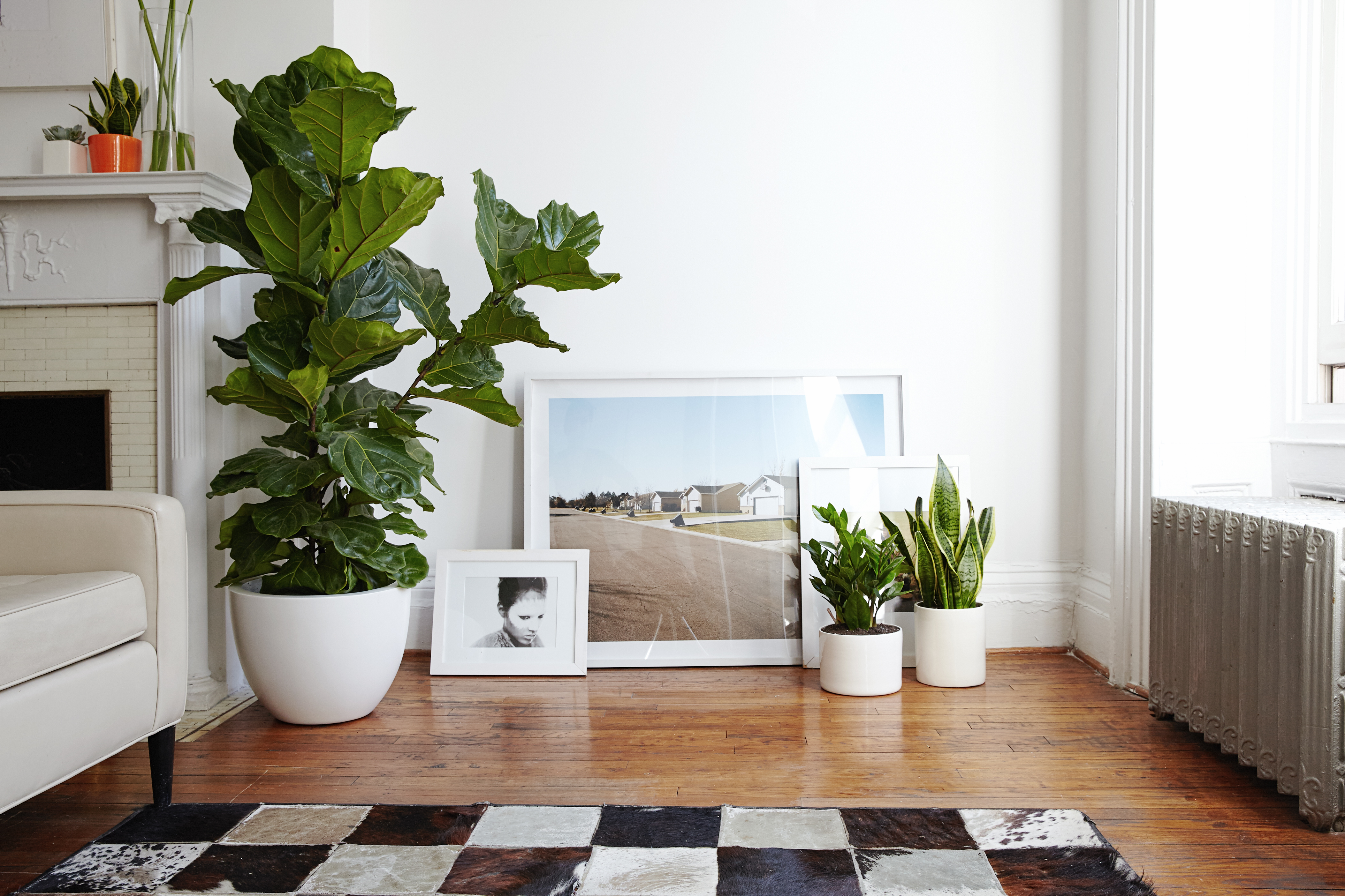 fiddle-leaf fig pothos snake plant