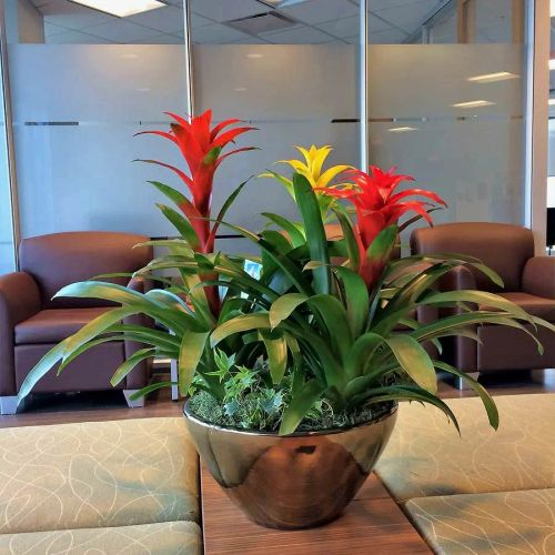 unhappy houseplants in dark corner
