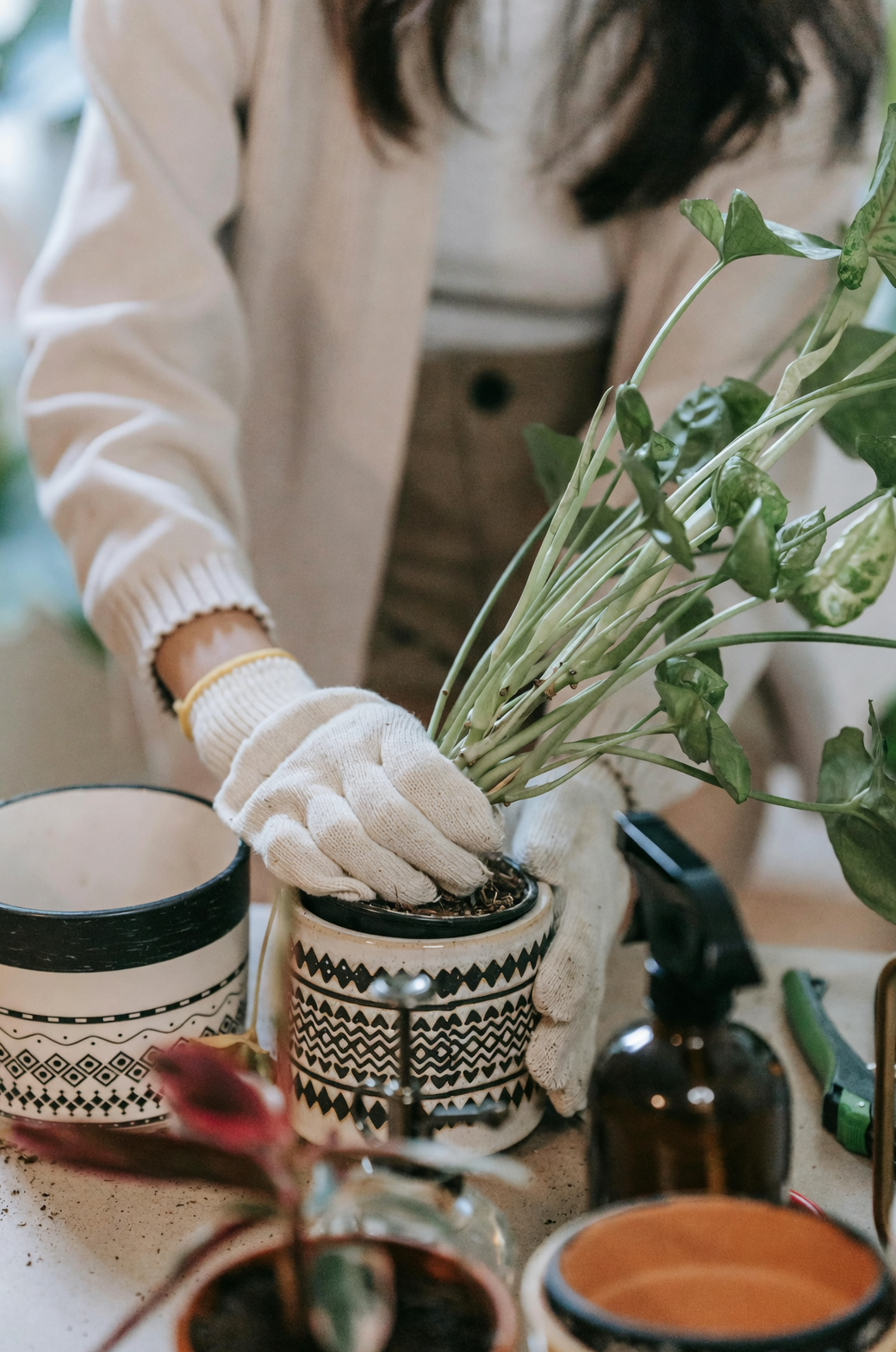 broadleaf plants indoors