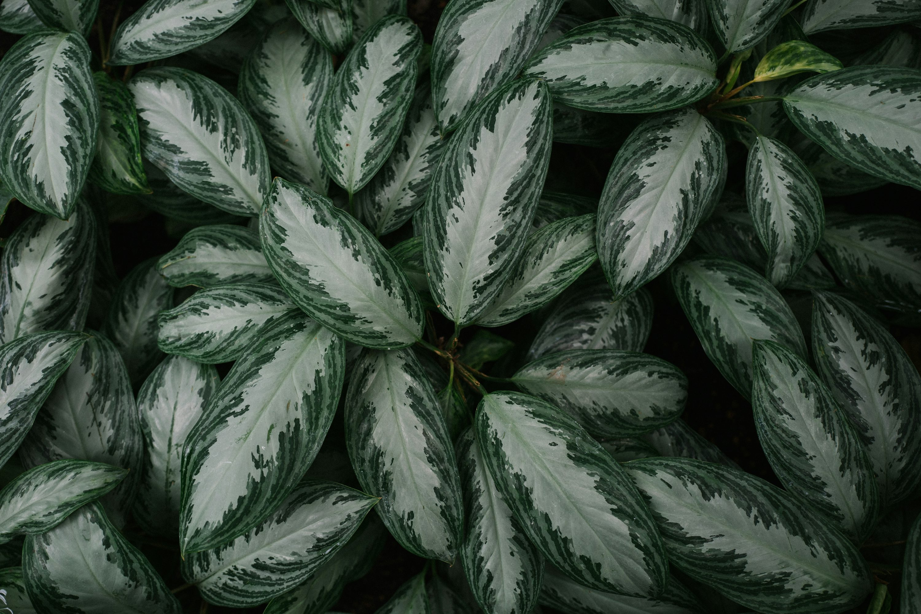 让家庭植物更安全：降低孩子接触风险的实用指南