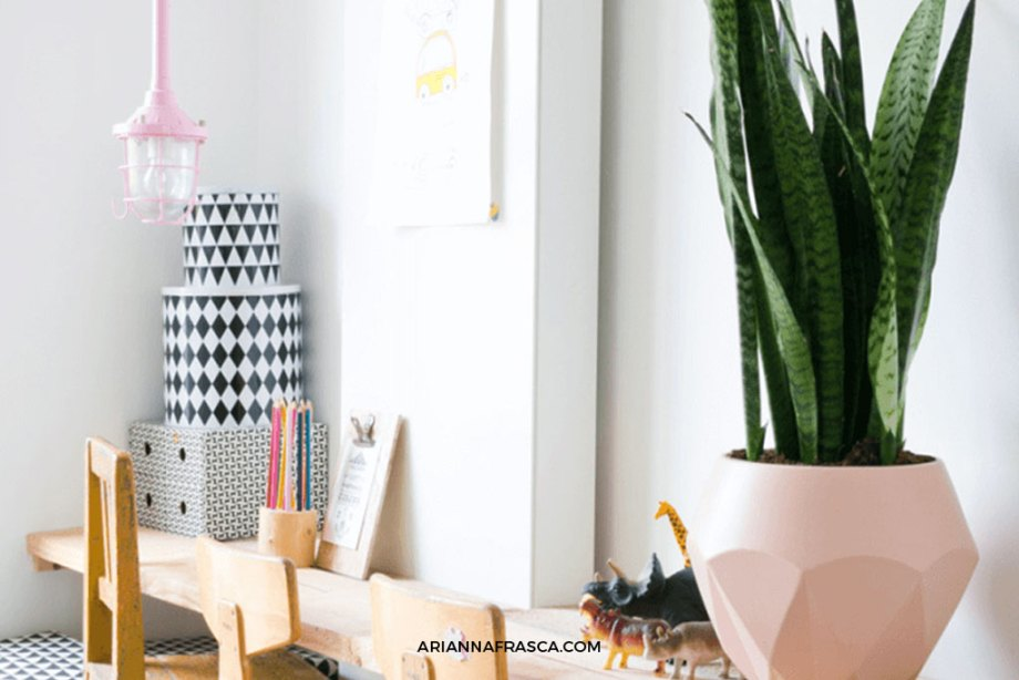 colorful non-spiky plants kids room