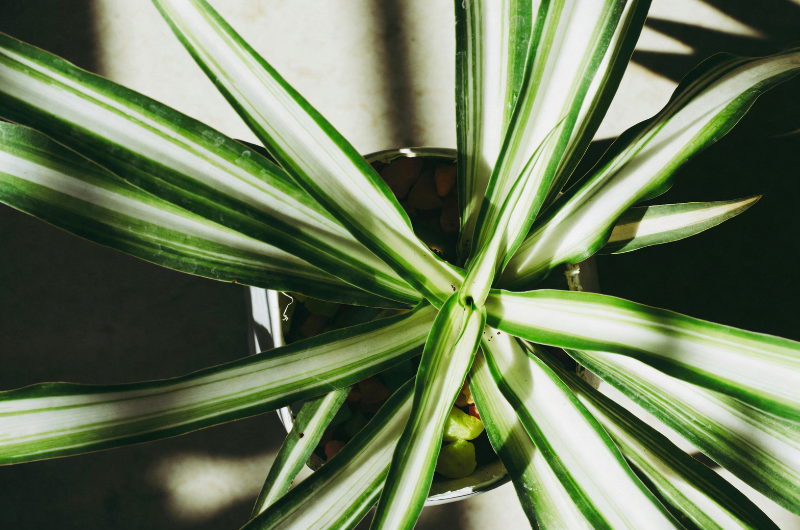 spider plant propagation
