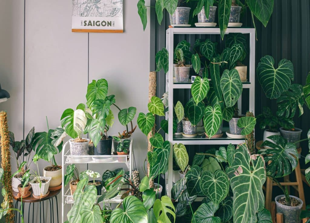 houseplants on high shelves