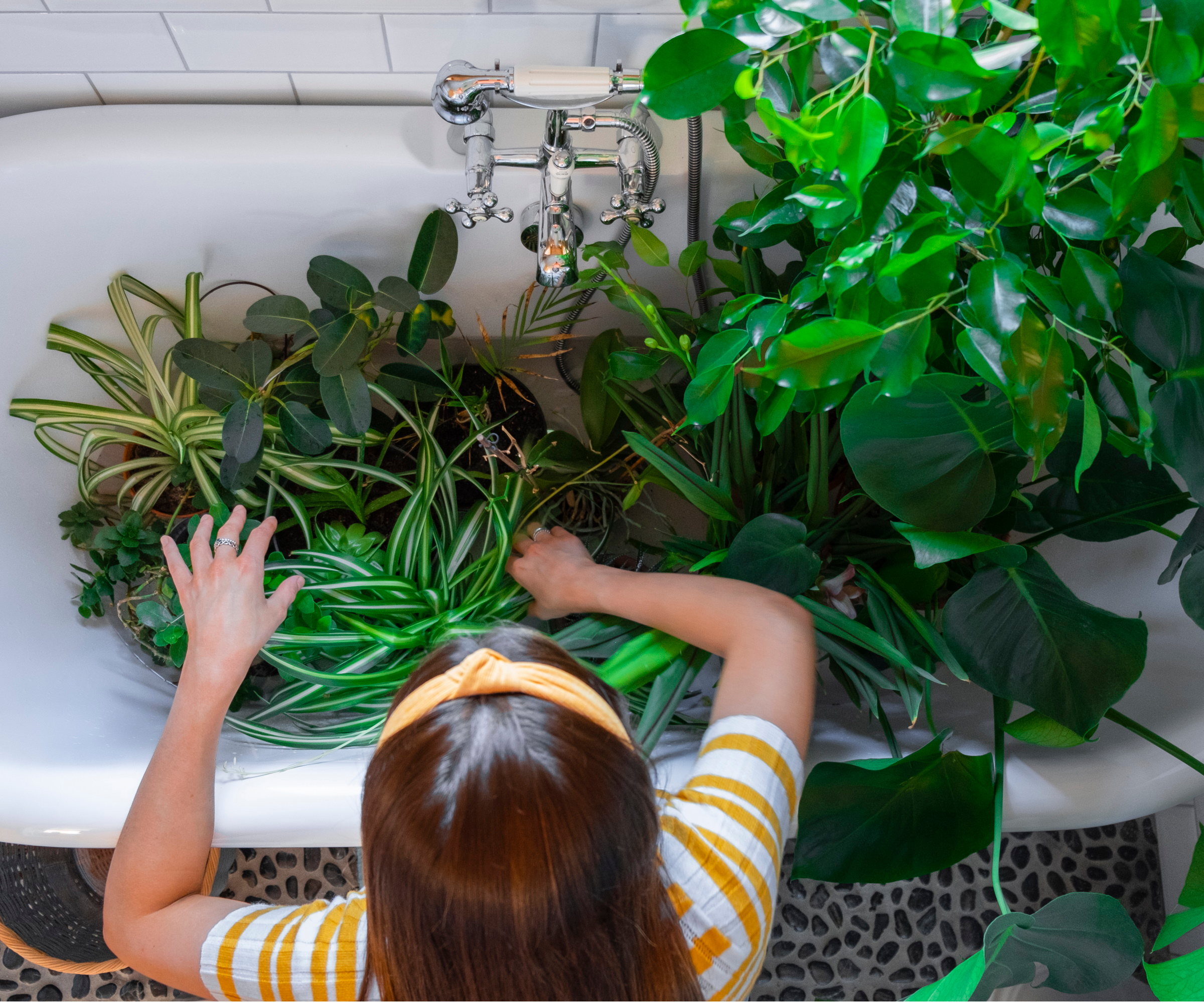 child watering houseplants