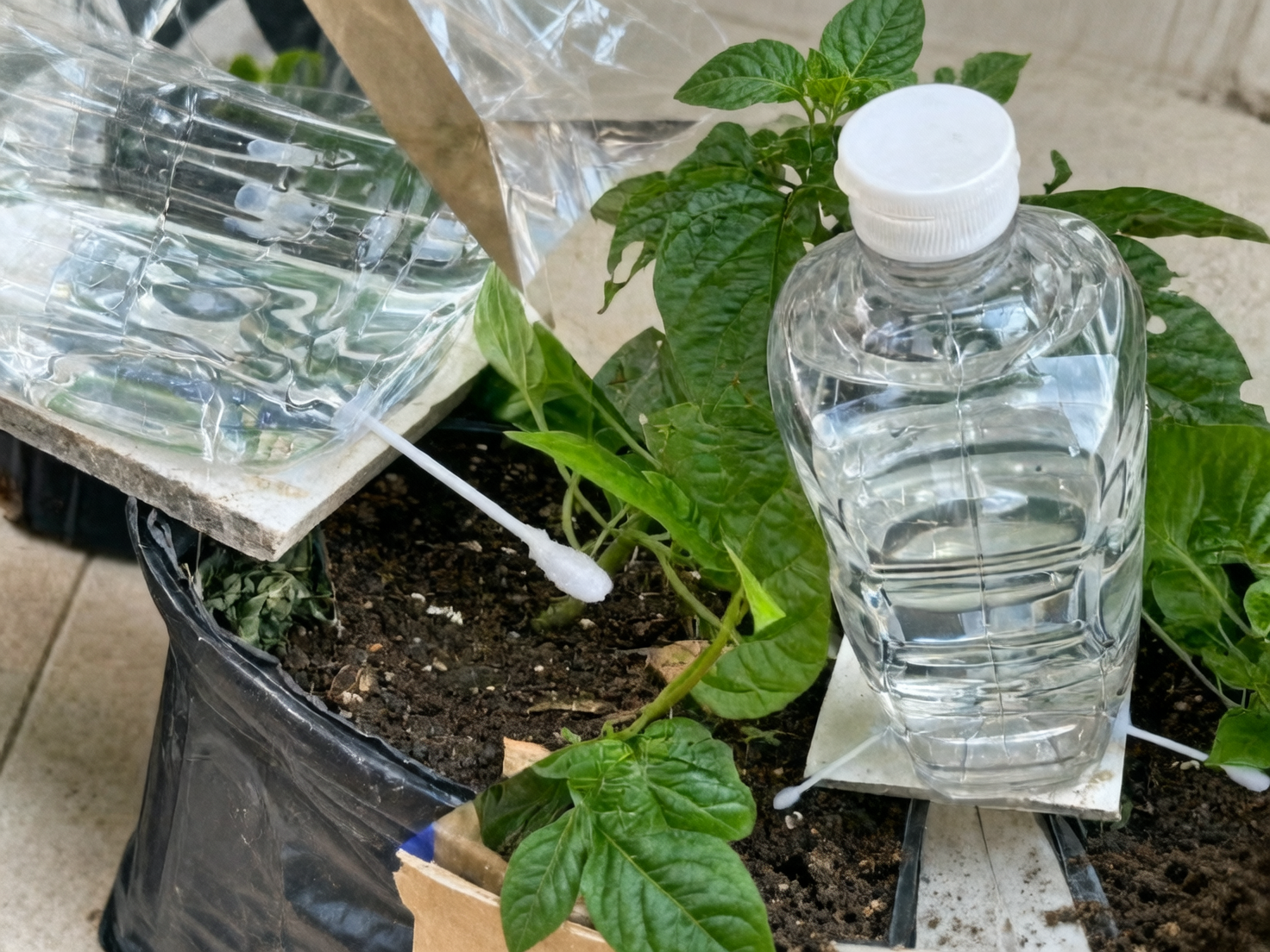 plastic bottle plant watering system