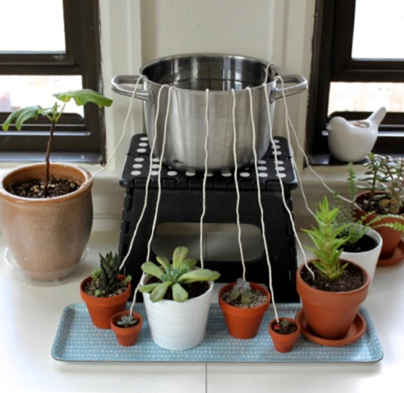 water wicking method houseplant