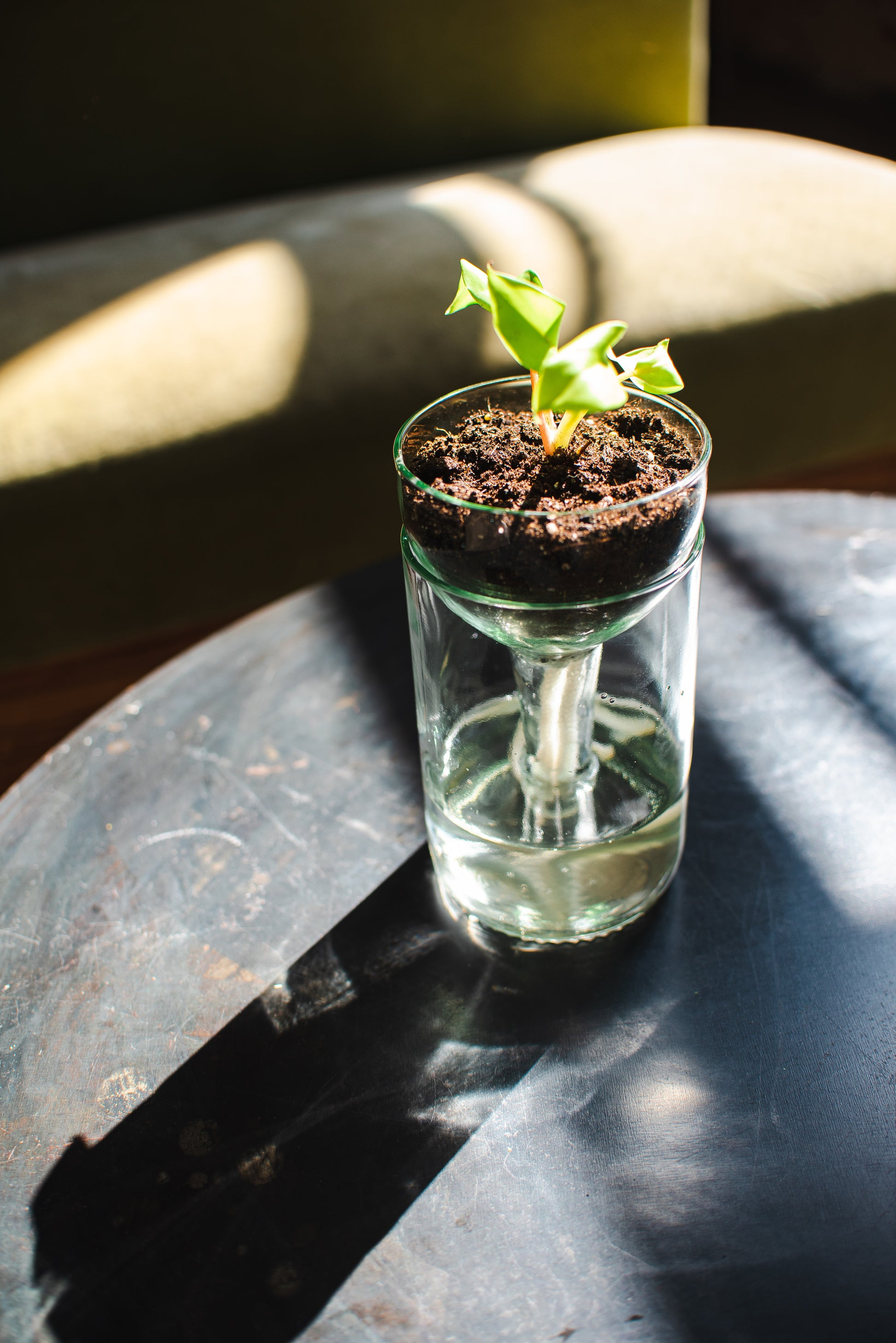 glass bottle watering plant