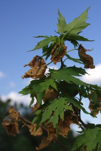 Beat the Heat: Smart Ways to Cool Your Plants This Summer