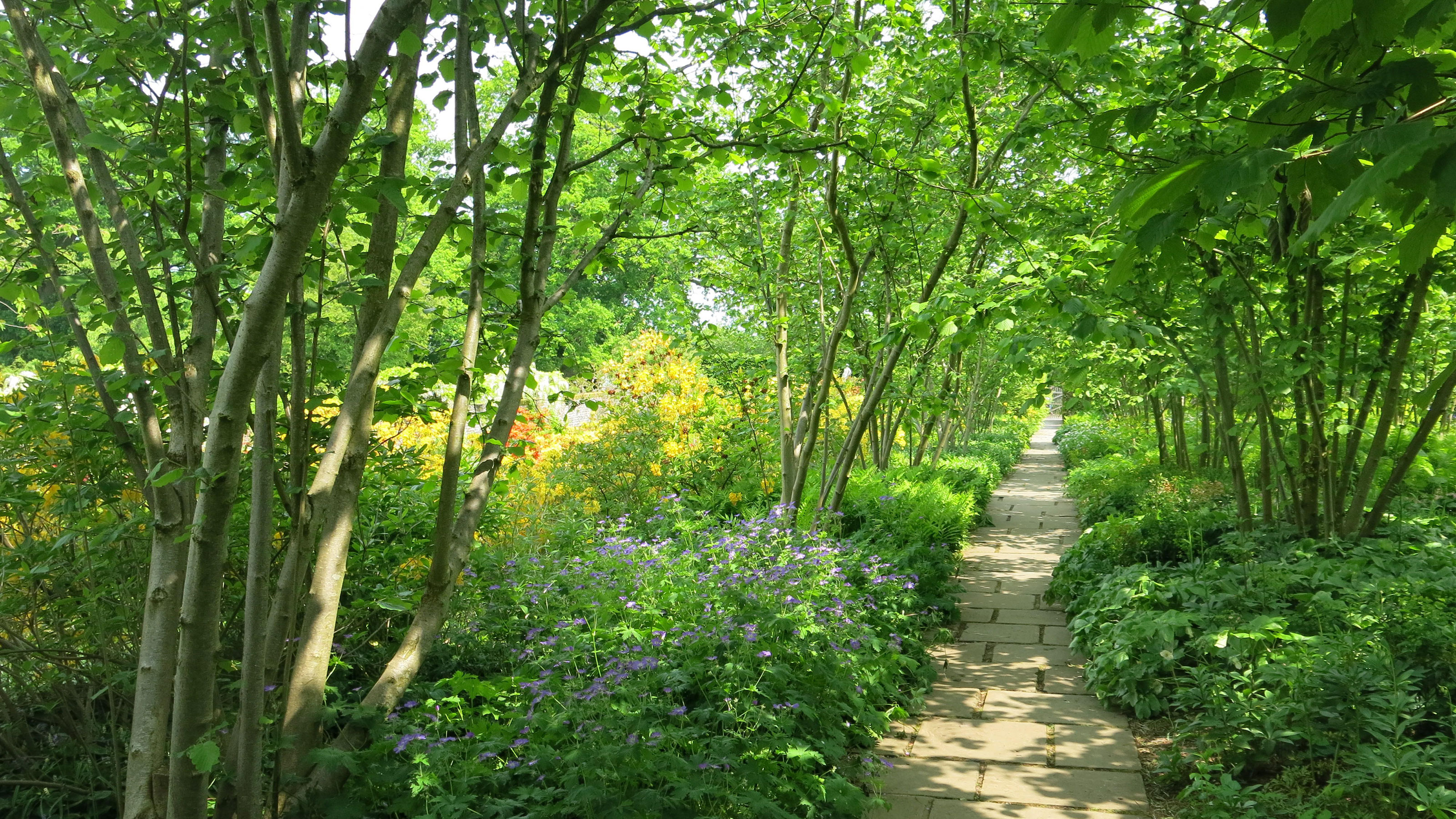 deciduous trees garden shade