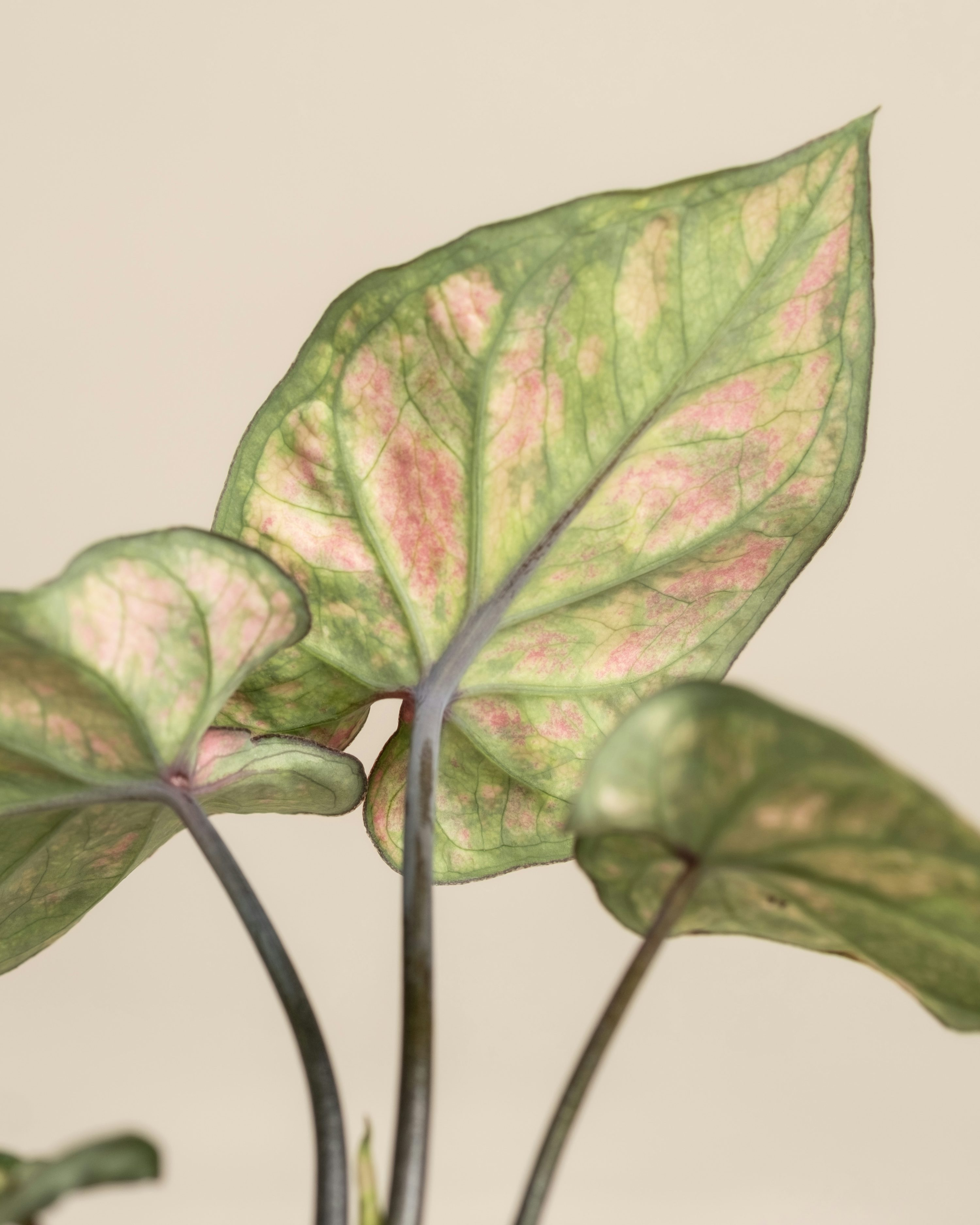 baby's tears close-up leaves