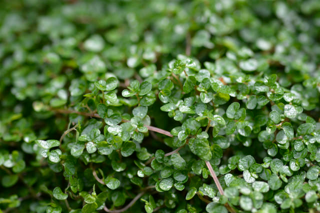 close-up of baby's tears leaves