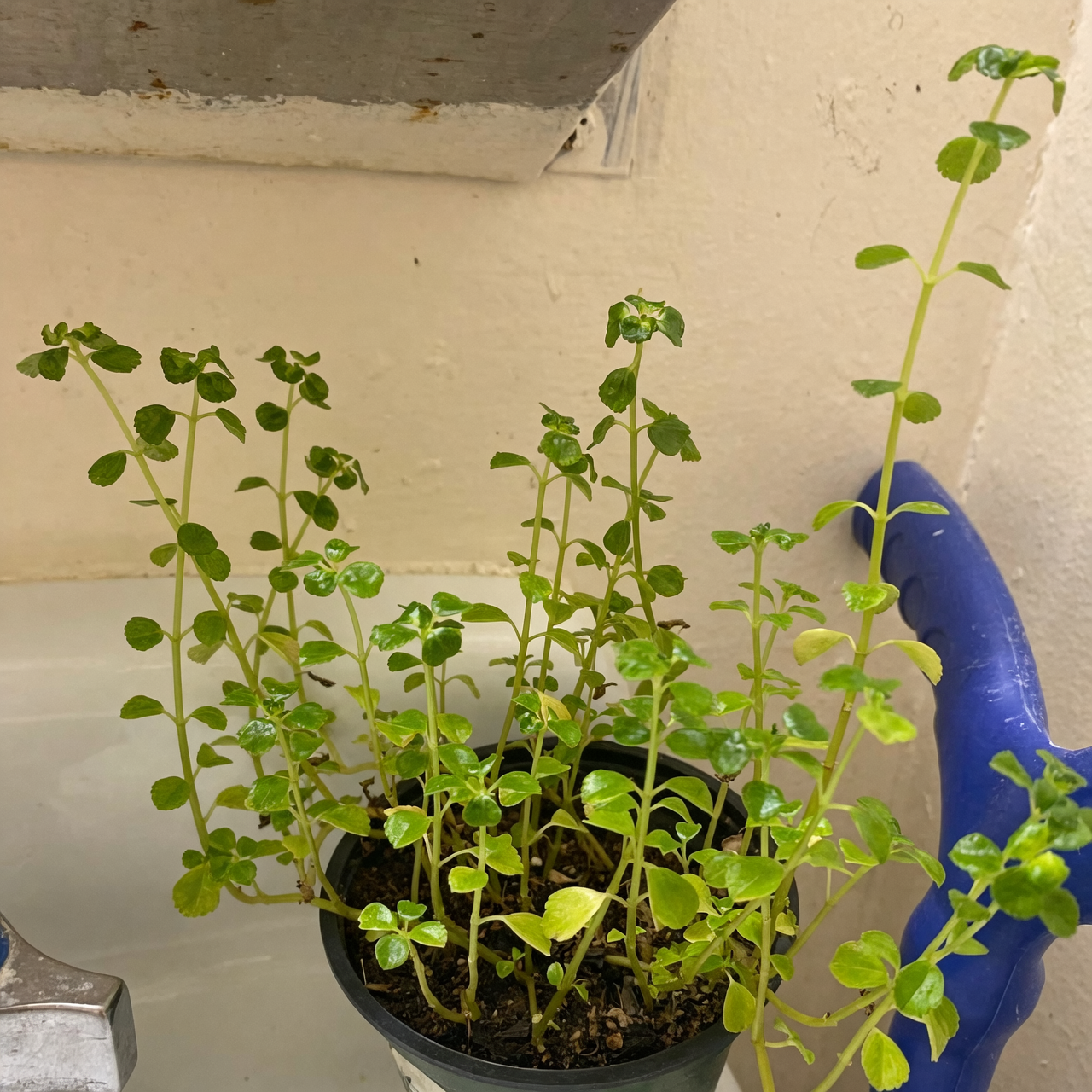 person caring for baby's tears plant