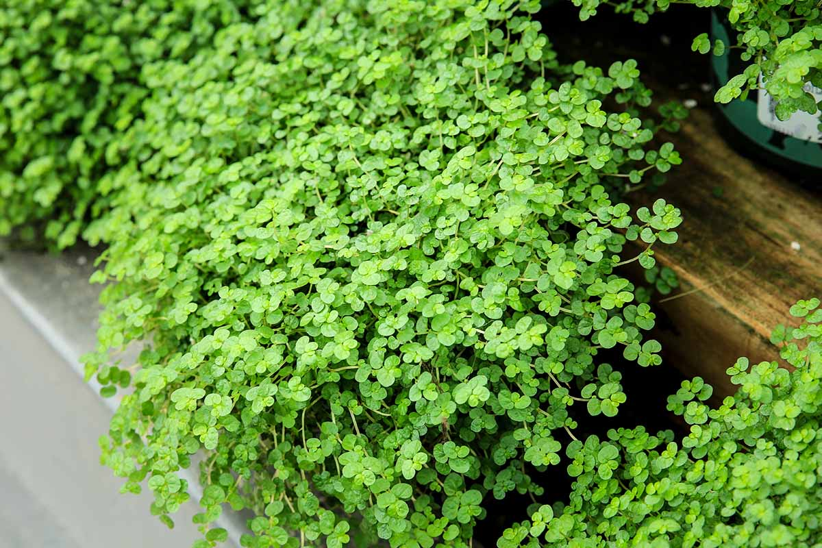 Baby's Tears plant close-up