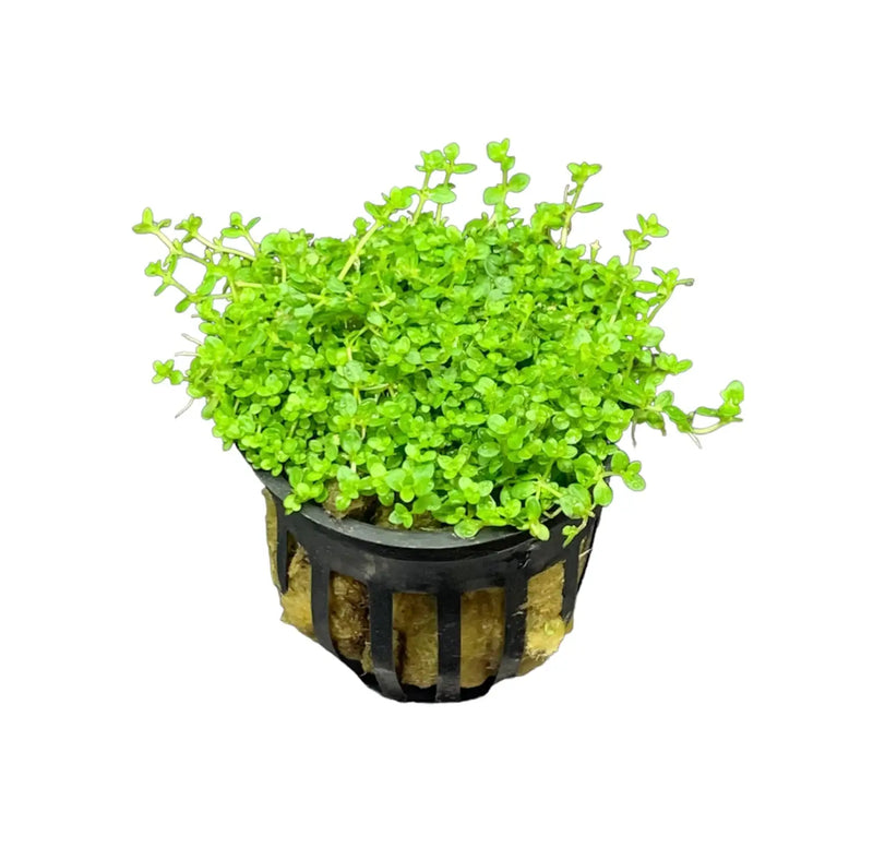 baby tears plant in pot