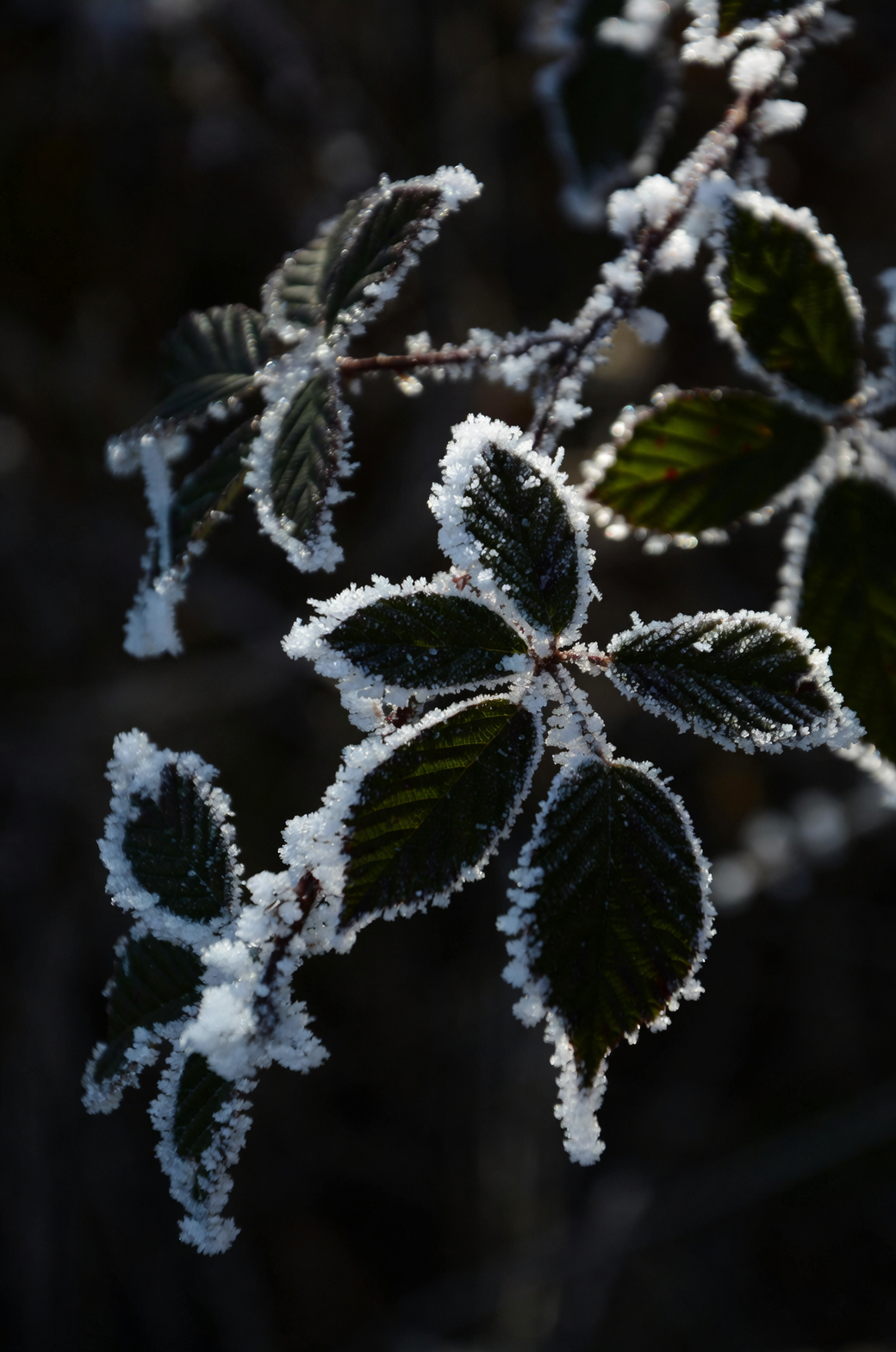 Winter Warriors: How to Shield Your Plants from Frost
