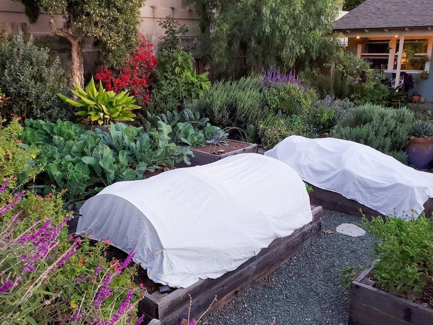 plants covered with blankets at night