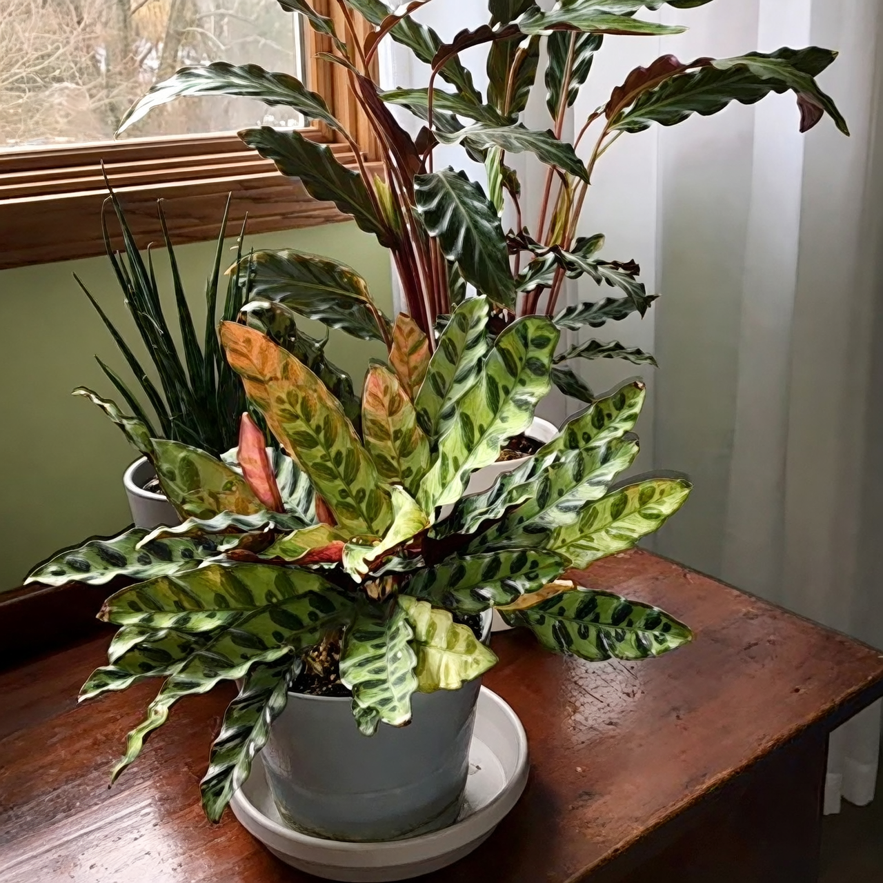 Brighten Up Your Winter: Indoor Plant Lighting Solutions That Work