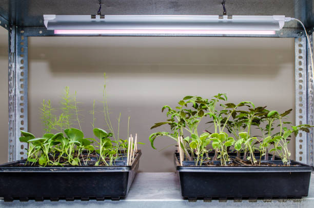 indoor grow lights setup