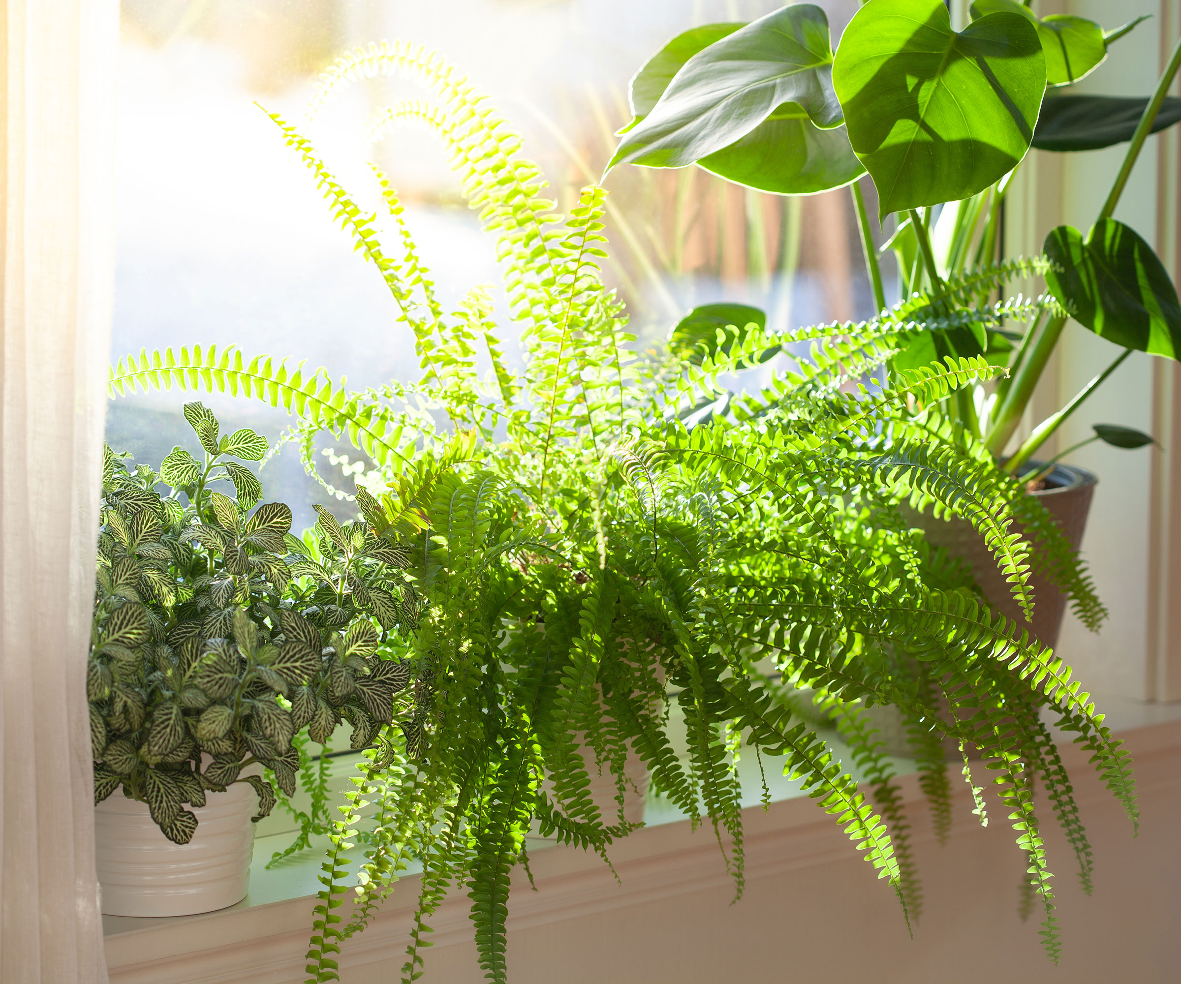 boston fern in bright room