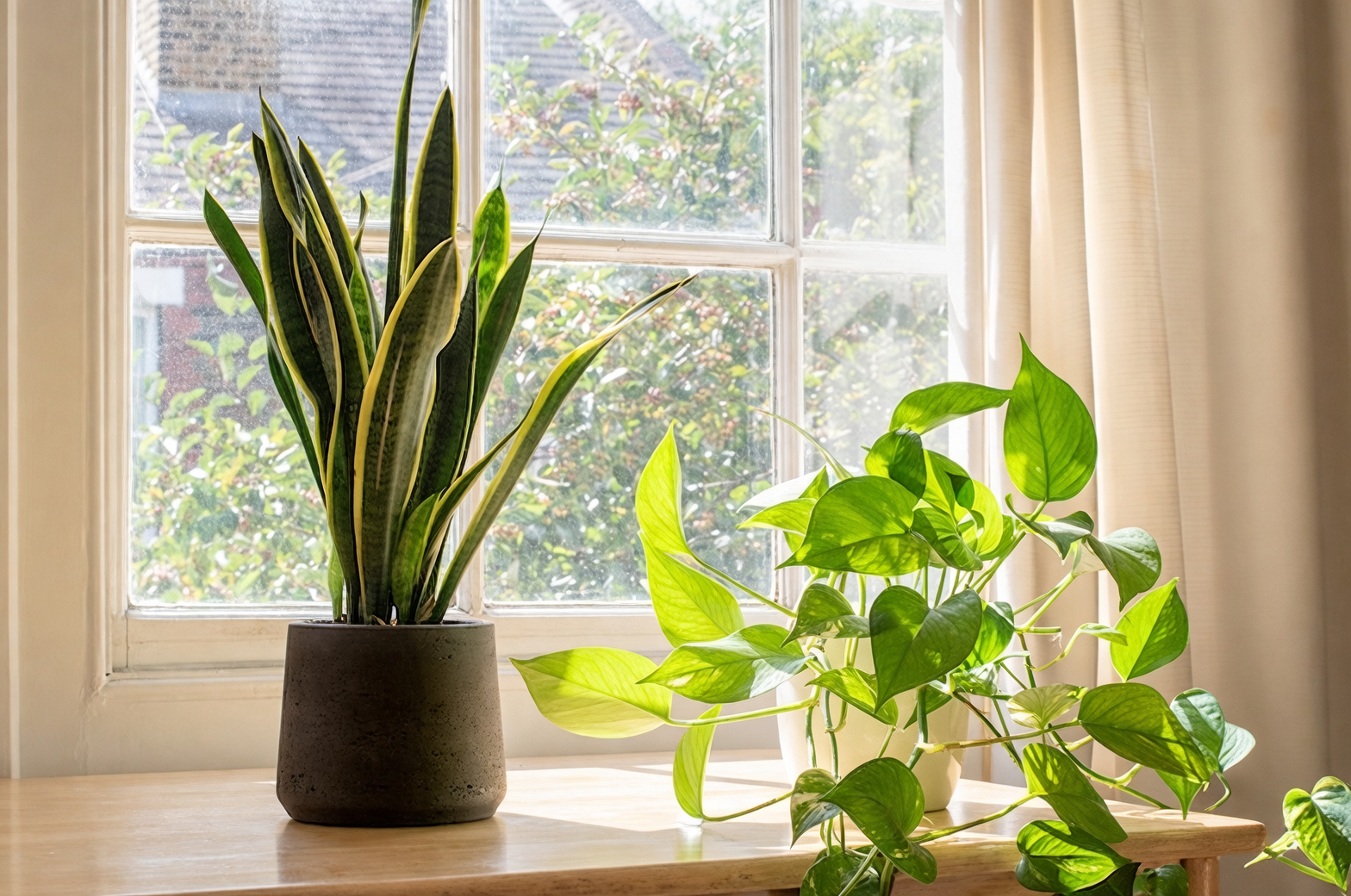 indoor plant near open window