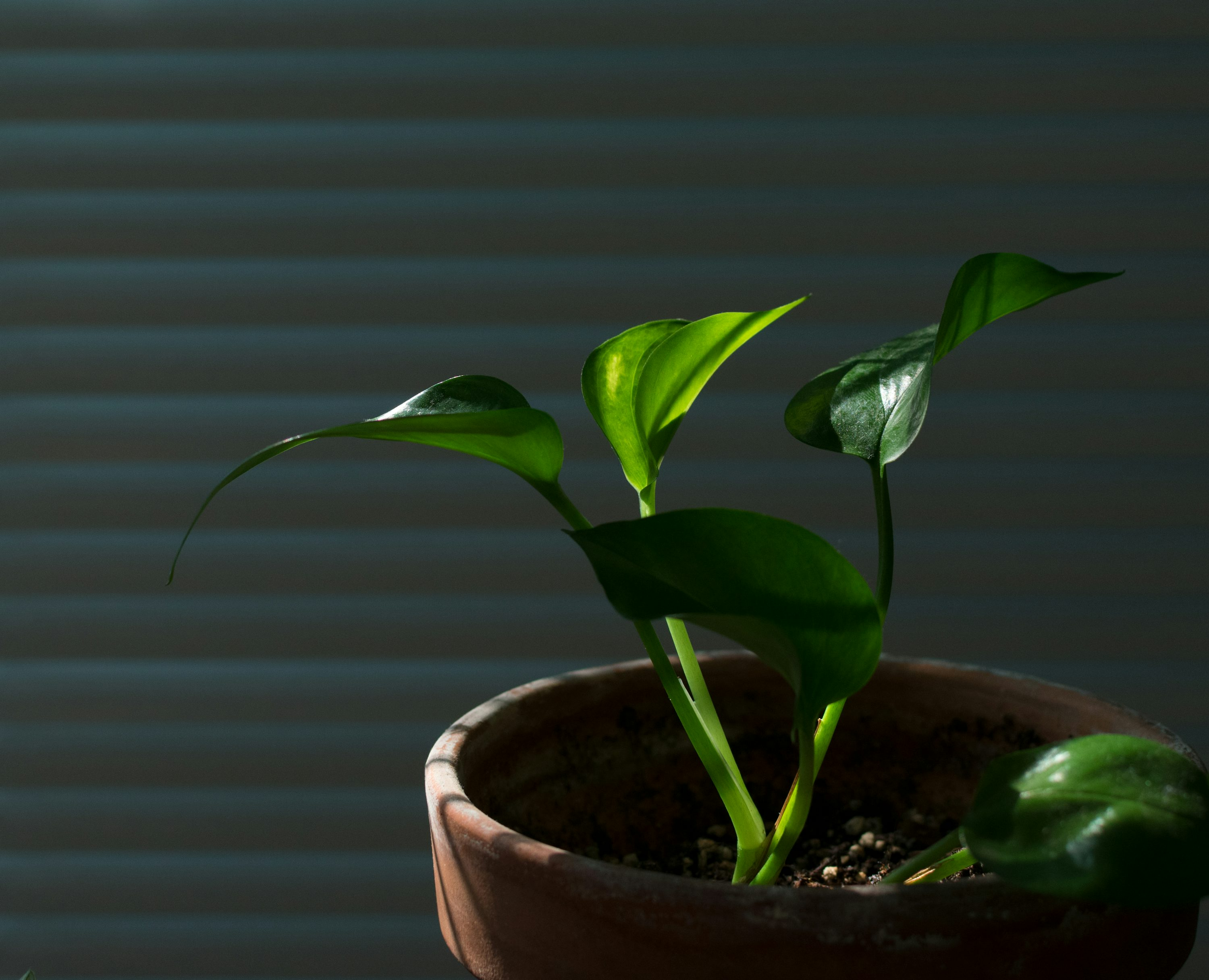 pothos in low light corner
